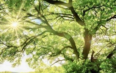 きのえうま 甲午 4pira やまとことば 言霊学 パワーストーンMIOYA みおや ブレスレット 五行 命式 成功 はくろうきん 納音 なっちん 運勢 天然石 てんとく 天徳　天徳貴人 cocogem 占い 四柱推命 陰陽五行 五行推命学 フォーピラー ４ぴら パーソナルコンサルティング ブランディング 開運 納音 ここじぇむ 四柱推命 陰陽五行 五行推命学 フォーピラー ４ぴら.jpg