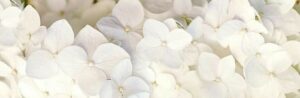 茅の輪 ちのわ 夏越し祓 なごのはらえ 転換期 てんかんき 世界シナリオ 魁罡 かいごう 戊戌 つちのえいぬ 庚辰 かのえたつ 庚戌 かのえいぬ 壬辰 みずのえたつ 惟神の経営 かんながらのけいえい 神則経営 霊主体従 体主霊従 れいゆたいじゅう たいしゅれいじゅう reisyutaijyu taisyureijyu 4pira 言霊学 MIOYA みおや ブレスレット 五行 納音 なっちん 運勢 天然石 てんとく 天徳 天徳貴人 四柱推命 しちゅうすいめい 陰陽五行 五行推命学 パーソナルコンサルティング 納音 ここじぇむ フォーピラー fourpillars 4ぴら.jpg