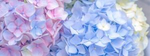 茅の輪 ちのわ 夏越し祓 なごのはらえ 転換期 てんかんき 世界シナリオ 魁罡 かいごう 戊戌 つちのえいぬ 庚辰 かのえたつ 庚戌 かのえいぬ 壬辰 みずのえたつ 惟神の経営 かんながらのけいえい 神則経営 霊主体従 体主霊従 れいゆたいじゅう たいしゅれいじゅう reisyutaijyu taisyureijyu 4pira 言霊学 MIOYA みおや ブレスレット 五行 納音 なっちん 運勢 天然石 てんとく 天徳 天徳貴人 四柱推命 しちゅうすいめい 陰陽五行 五行推命学 パーソナルコンサルティング 納音 ここじぇむ フォーピラー fourpillars 4ぴら.jpg